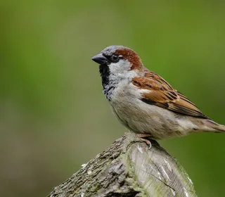 Photo 2/16 of House Sparrow (Passer domesticus)