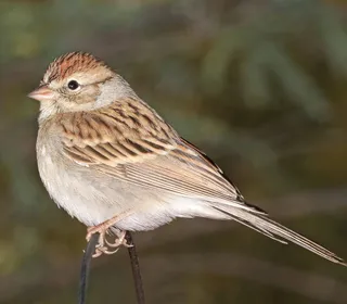 Photo 3/4 of Chipping Sparrow (Spizella passerina)
