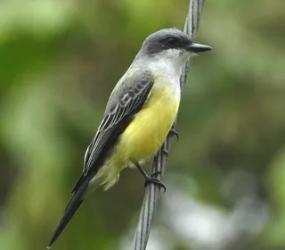 Photo 18/30 of Eastern Kingbird (Tyrannus tyrannus)