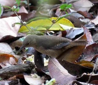 Photo 9/28 of Northern House Wren (Troglodytes aedon)