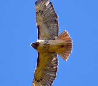 Photo 1/20 of Red-tailed Hawk (Buteo jamaicensis)