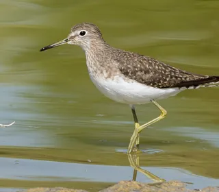 Photo 1/3 of Solitary Sandpiper (Tringa solitaria)