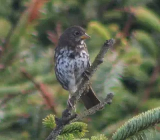 Photo 16/20 of Fox Sparrow (Passerella iliaca)