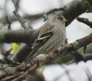 Photo 5/5 of Pine Siskin (Spinus pinus)