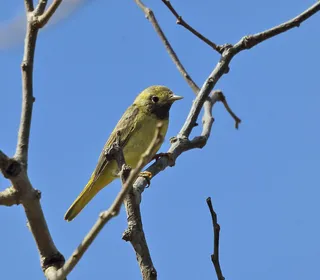 Photo 27/28 of Yellow Warbler (Setophaga petechia)