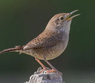 Photo 1/28 of Northern House Wren (Troglodytes aedon)