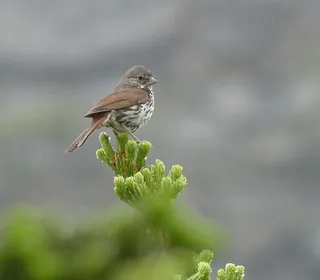 Photo 4/20 of Fox Sparrow (Passerella iliaca)