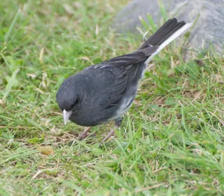 Photo 8/23 of Dark-eyed Junco (Junco hyemalis)
