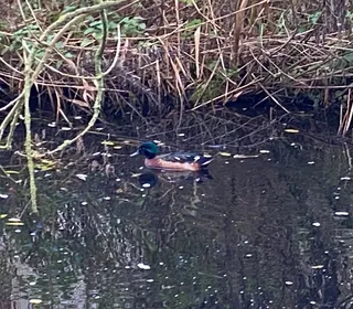 Photo 11/11 of Wood Duck (Aix sponsa)