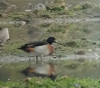 Photo 7/11 of Wood Duck (Aix sponsa)