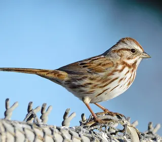 Photo 1/26 of Song Sparrow (Melospiza melodia)