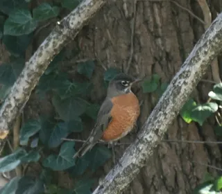 Photo 6/8 of American Robin (Turdus migratorius)