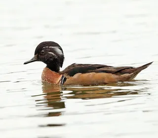Photo 4/11 of Wood Duck (Aix sponsa)