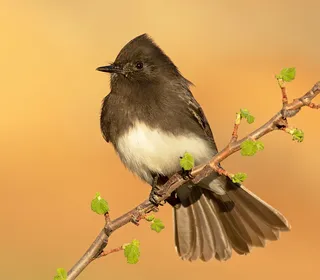 Photo 1/8 of Black Phoebe (Sayornis nigricans)
