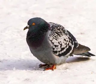 Photo 2/11 of Rock Pigeon (Columba livia)