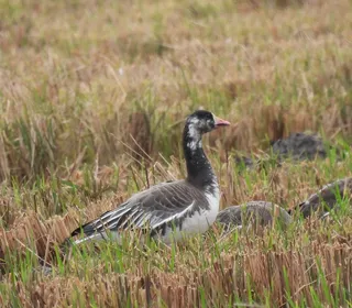 Photo 9/15 of Greater White-fronted Goose (Anser albifrons)