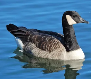 Photo 3/18 of Canada Goose (Branta canadensis)