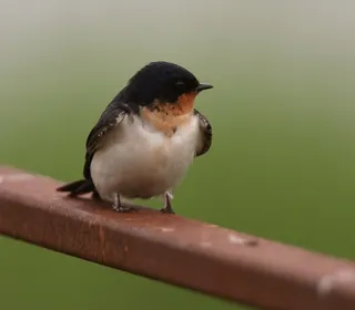 Photo 8/10 of Barn Swallow (Hirundo rustica)