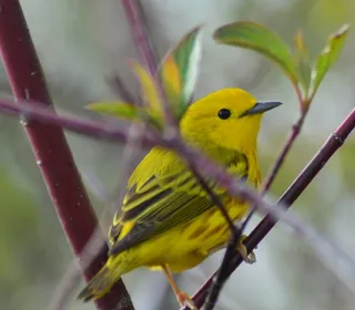 Photo 4/28 of Yellow Warbler (Setophaga petechia)