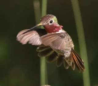 Photo 6/7 of Anna's Hummingbird (Calypte anna)