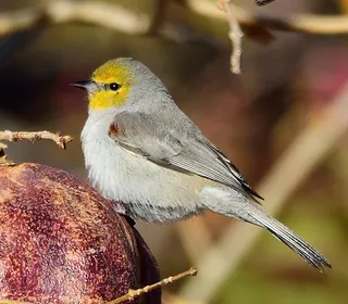 Photo 1/2 of Verdin (Auriparus flaviceps)