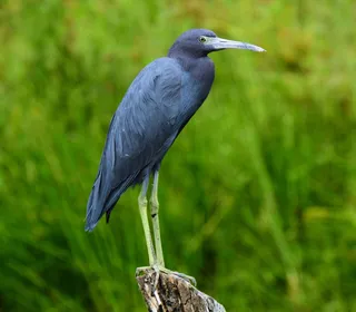 Photo 1/3 of Little Blue Heron (Egretta caerulea)