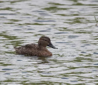 Photo 27/30 of Mallard (Anas platyrhynchos)