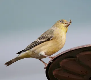 Photo 6/7 of American Goldfinch (Spinus tristis)