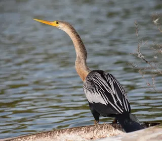 Photo 9/12 of Anhinga (Anhinga anhinga)