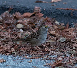 Photo 4/4 of White-throated Sparrow (Zonotrichia albicollis)