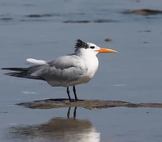 Photo 2/2 of Royal Tern (Thalasseus maximus)