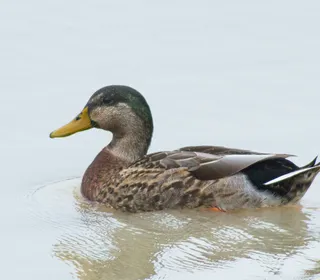 Photo 6/30 of Mallard (Anas platyrhynchos)