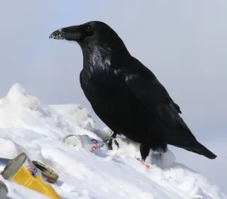 Photo 5/10 of Common Raven (Corvus corax)