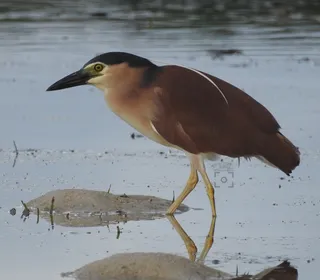 Photo 13/19 of Black-crowned Night Heron (Nycticorax nycticorax)