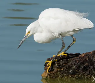 Photo 1/6 of Snowy Egret (Egretta thula)
