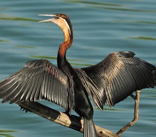 Photo 7/12 of Anhinga (Anhinga anhinga)
