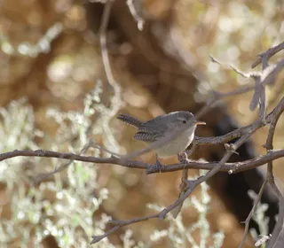 Photo 19/28 of Northern House Wren (Troglodytes aedon)