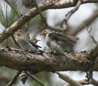 Photo 6/7 of Eastern Bluebird (Sialia sialis)
