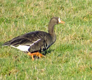 Photo 6/15 of Greater White-fronted Goose (Anser albifrons)