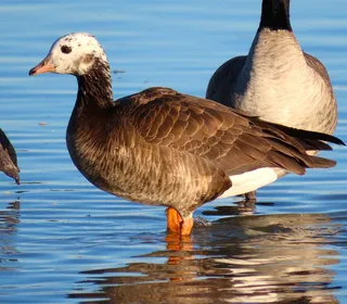 Photo 8/15 of Greater White-fronted Goose (Anser albifrons)
