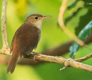 Photo 8/28 of Northern House Wren (Troglodytes aedon)