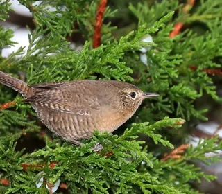 Photo 23/28 of Northern House Wren (Troglodytes aedon)
