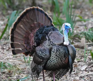 Photo 6/8 of Wild Turkey (Meleagris gallopavo)