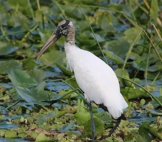 Photo 1/1 of Wood Stork (Mycteria americana)