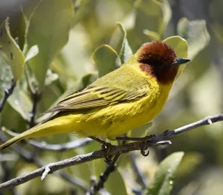 Photo 11/28 of Yellow Warbler (Setophaga petechia)