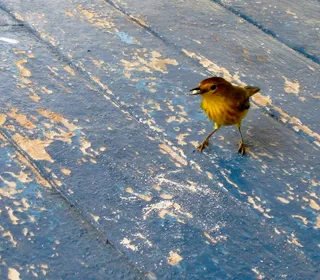 Photo 24/28 of Yellow Warbler (Setophaga petechia)