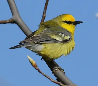 Photo 1/2 of Blue-winged Warbler (Vermivora cyanoptera)