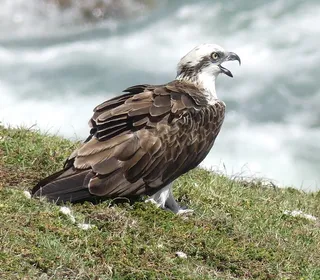 Photo 3/5 of Osprey (Pandion haliaetus)