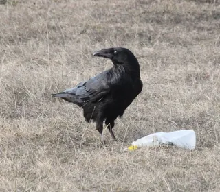 Photo 4/10 of Common Raven (Corvus corax)