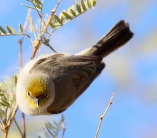 Photo 2/2 of Verdin (Auriparus flaviceps)